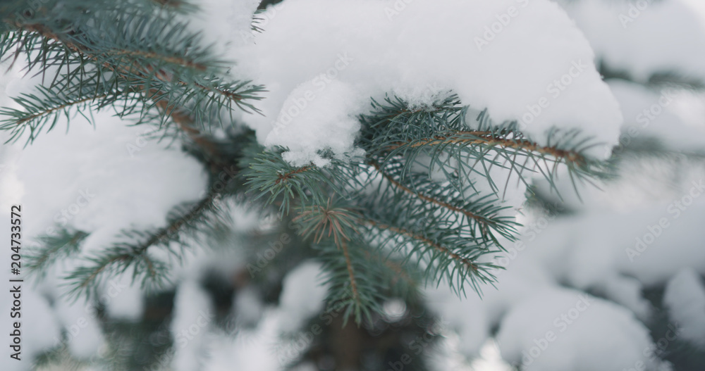 snow covered blue spruce twigs on a winter day snow covered blue spruce twigs on a winter day