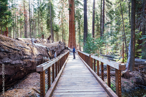Sequoia © Galyna Andrushko