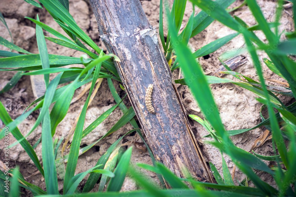 Fototapeta premium caterpillar Noctiinae creeps on sunflower stubble between rows of young wheat