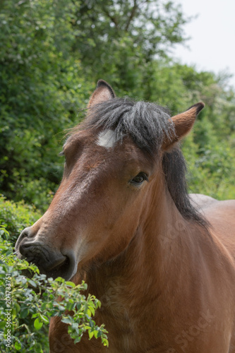 Cheval de trait belge