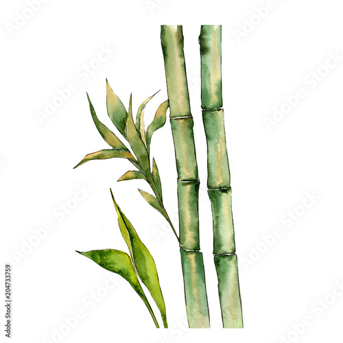 Bamboo tree in a watercolor style isolated. Aquarelle wild bamboo tree for background  texture  wrapper pattern  frame or border.
