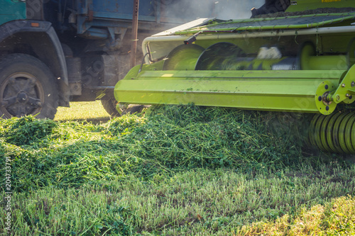 green finely chopped alfalfa picked up by a harvester of a modern combine