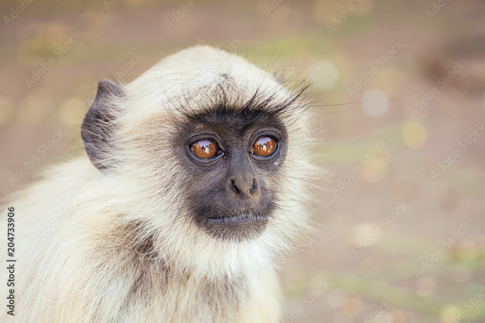 gray monkey in jaipur gray monkey in jaipur