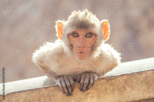 Photography gray monkey in jaipur