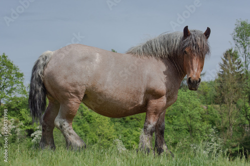 Cheval de trait belge