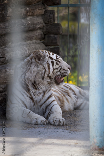 Fototapeta Naklejka Na Ścianę i Meble -  Close-up portrait of Bengal Tiger, Beautiful face portrait of predator