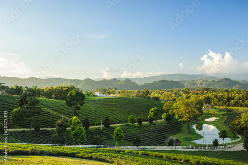 Beautiful landscape view of choui fong tea plantation with sunset at Maejan , tourist attraction at Chian grai province in thailand