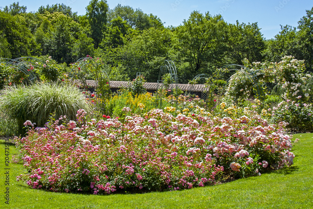 Fleur. Parterre de roses