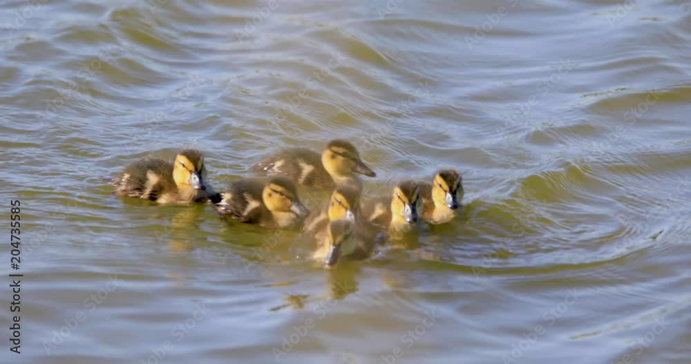 Flock of Mallard Duck bird nestlings on pond water surface in spring nesting period Flock of Mallard Duck bird nestlings on pond water surface in spring nesting period