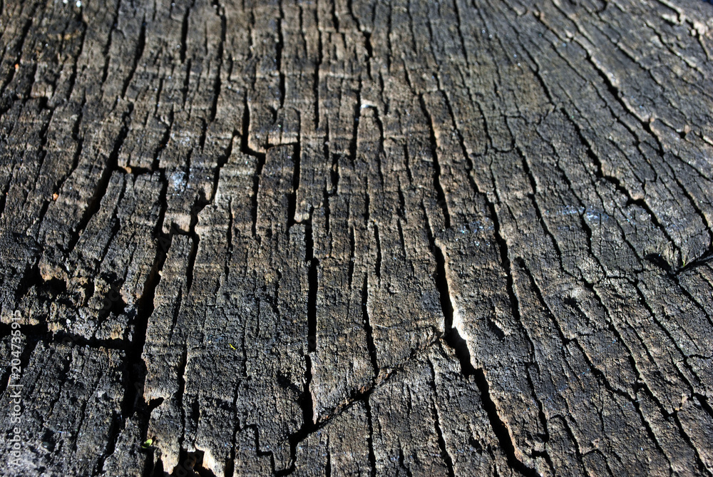 Old cracked tree trunk texture, gray background, close up detail Old cracked tree trunk texture, gray background, close up detail