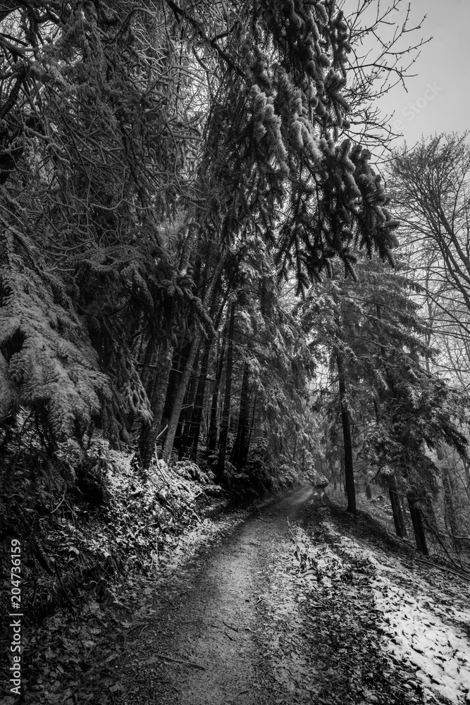 Obraz premium frozen forest