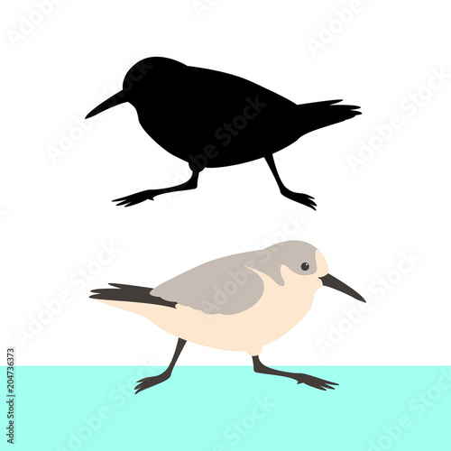 sandpiper bird vector illustration flat style  black