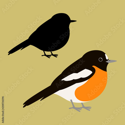 scarlet robin  vector illustration flat style   silhouette