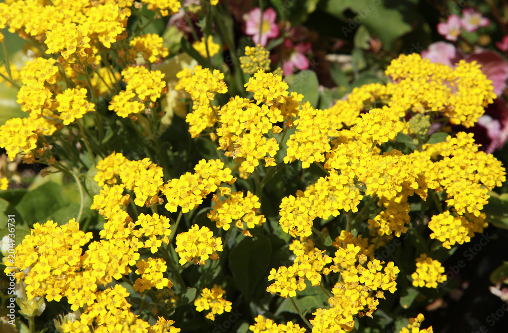 Obraz premium Alyssum saxatile jaune