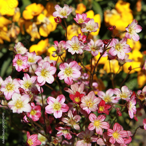 Canvas Print Saxifrage arendsii rose