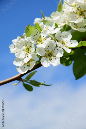 Blüten eines Birnenbaumes vor blauen Himmel