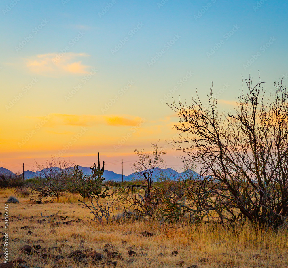 The Sonoran Desert in the southwest US is unique, open, full of various cactus, warm climate, hikers and outdoor enthusiasts explore the vast land The Sonoran Desert in the southwest US is unique, open, full of various cactus, warm climate, hikers and outdoor enthusiasts explore the vast land