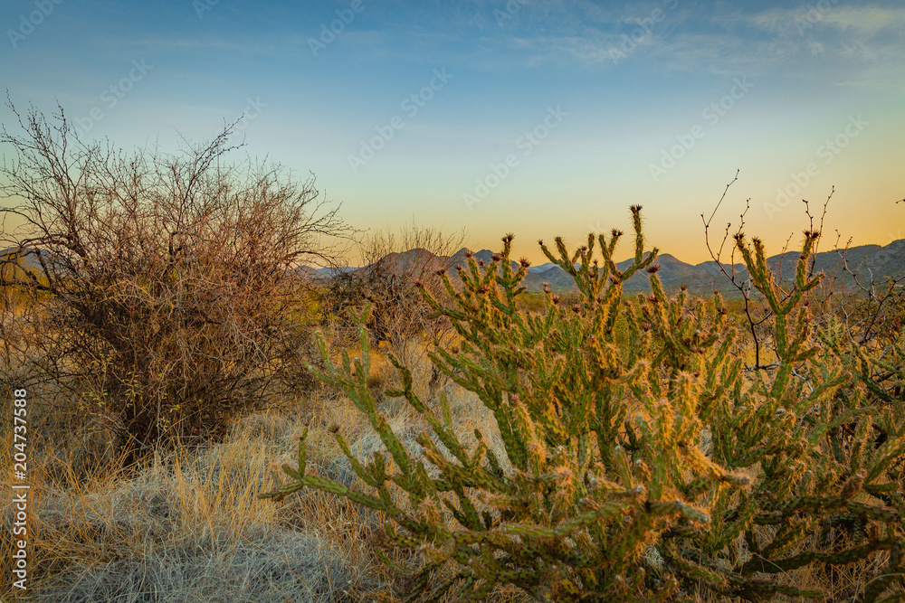 Fototapeta premium The Sonoran Desert in the southwest US is unique, open, full of various cactus, warm climate, hikers and outdoor enthusiasts explore the vast land