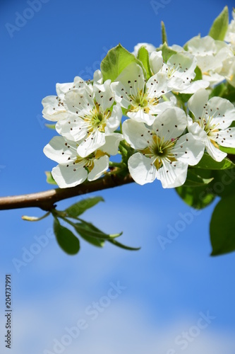 Prächtige Blüten des Birnenbaumes vor blauen Himmel