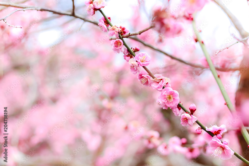 beautiful Pink Plum Blossom (Ume) Flower in Japan beautiful Pink Plum Blossom (Ume) Flower in Japan
