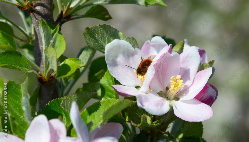 Obraz premium Apple garden