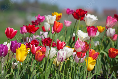 Tulips