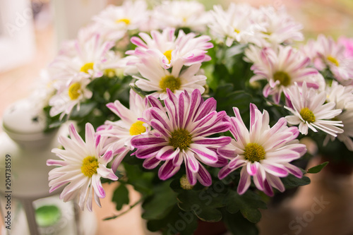 Chrysanthemum plant on windowsill 