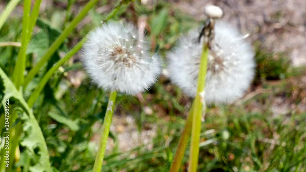 Dandelion seeds moving in the wind, shallow depth of field. Dandelion seeds moving in the wind, shallow depth of field.