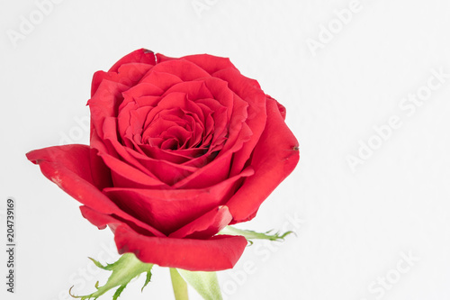 Rote Rose isoliert - Valentinstag Grußkarte