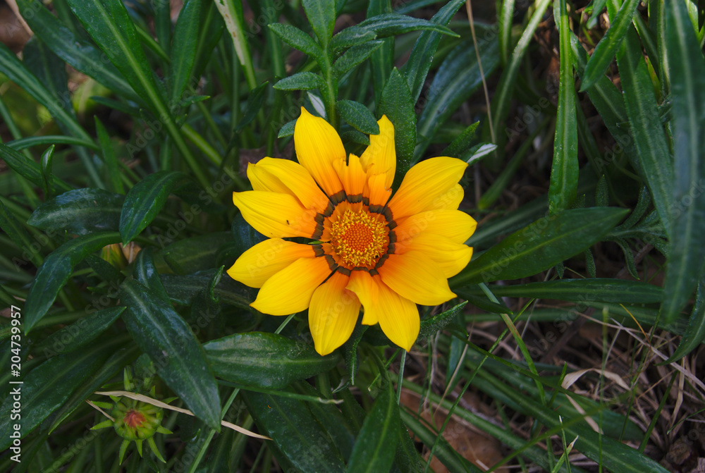 Fiore giallo e arancio