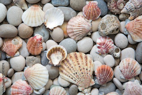 Background of sea shells and stones