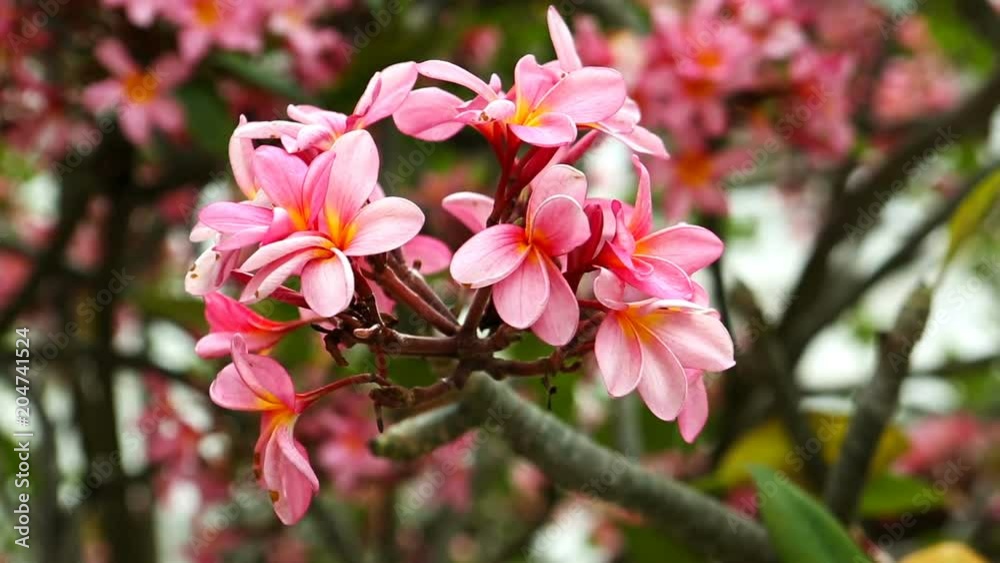 Plumeria flower close-up. Beautiful Asian flowers Plumeria flower close-up. Beautiful Asian flowers