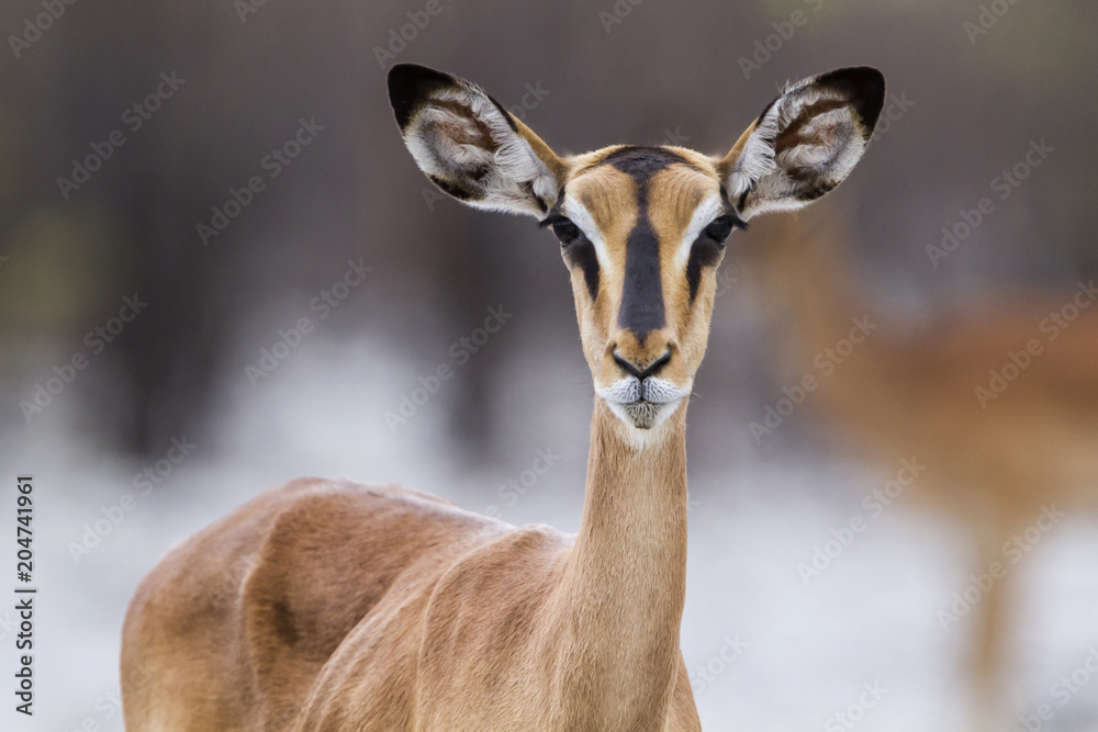 Fototapeta premium Black-faced impala in Etosha National Park in Namibia