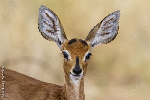 Portrait of a steenbok in Etosha National Park in Namibia photo