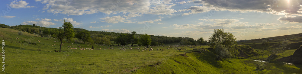 A herd of goats and sheep.  Animals graze in the meadow. Mountain pastures of Europe.