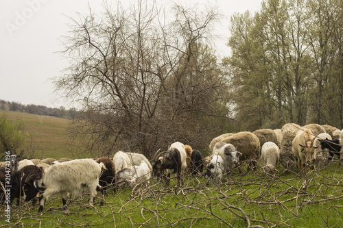 A herd of goats and sheep. Animals graze in the meadow. Mountain pastures of Europe.