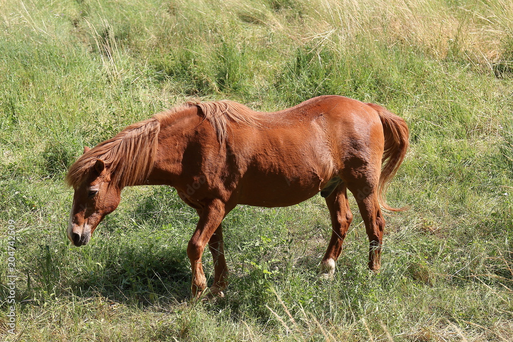 cavallo al pascolo on campagna cavallo al pascolo on campagna