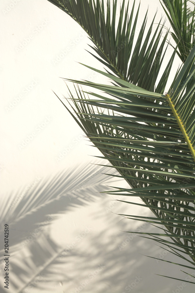 Obraz premium Palm shadow on white wall, abstract Majorca, Balearic islands, Spain.