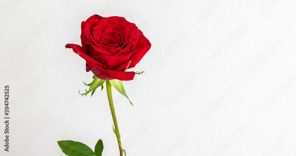 Rote Rose panorama auf weiss - Hintergrund aus Liebe