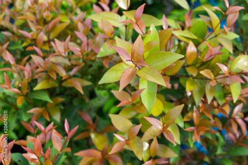 syzygium austral Red leaf for natural background, Australian Rose Apple, Brush Cherry photo