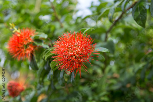 Combretum erythrophyllum (Burchell) Sonder.Flower tree The face of the flower is very rambutan. Red feathers are the pollen of the flower. © Kampol