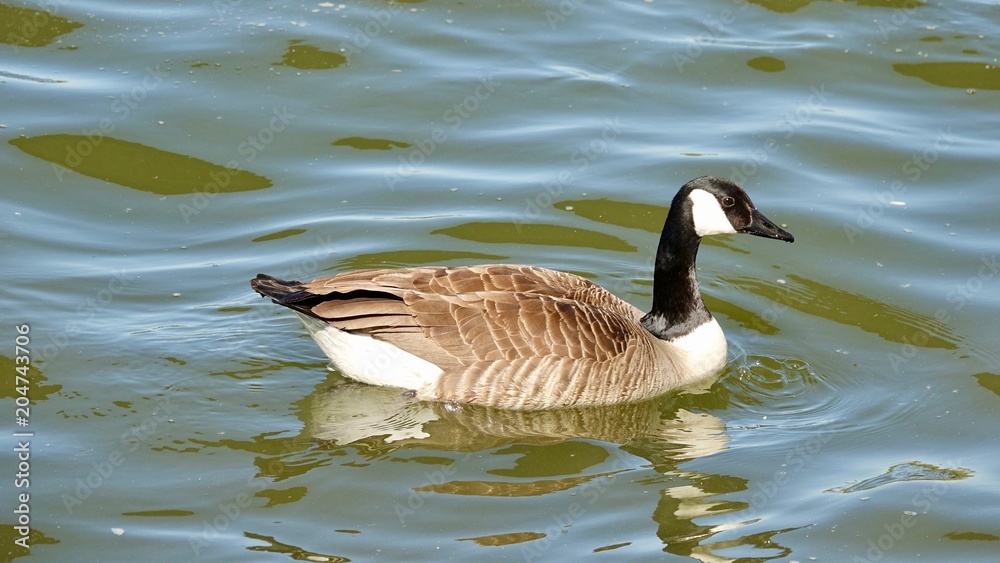 Kanada Gans in Köln, im Rhein schwimmend Kanada Gans in Köln, im Rhein schwimmend