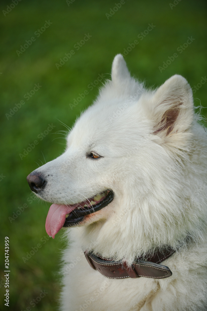 Gorgeous samoyed on an alley in the park. Gorgeous samoyed on an alley in the park.