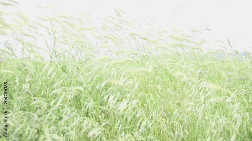 natura, campo libero, natura, campo libero,