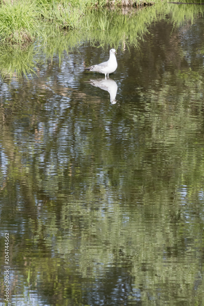 The seagull is in the water. The seagull is in the water.