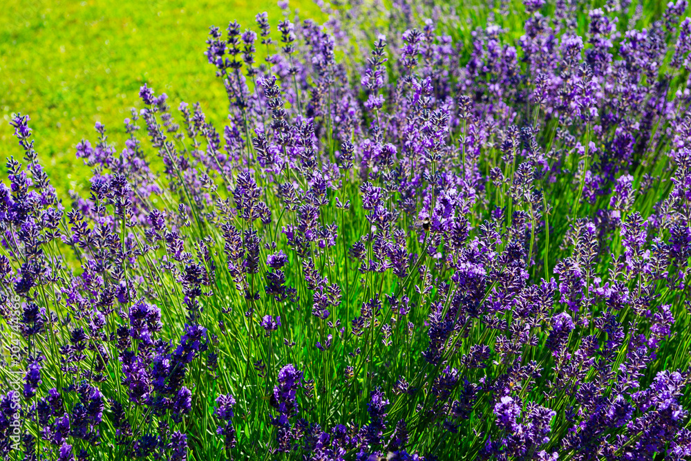 Obraz premium purple lavender flowers