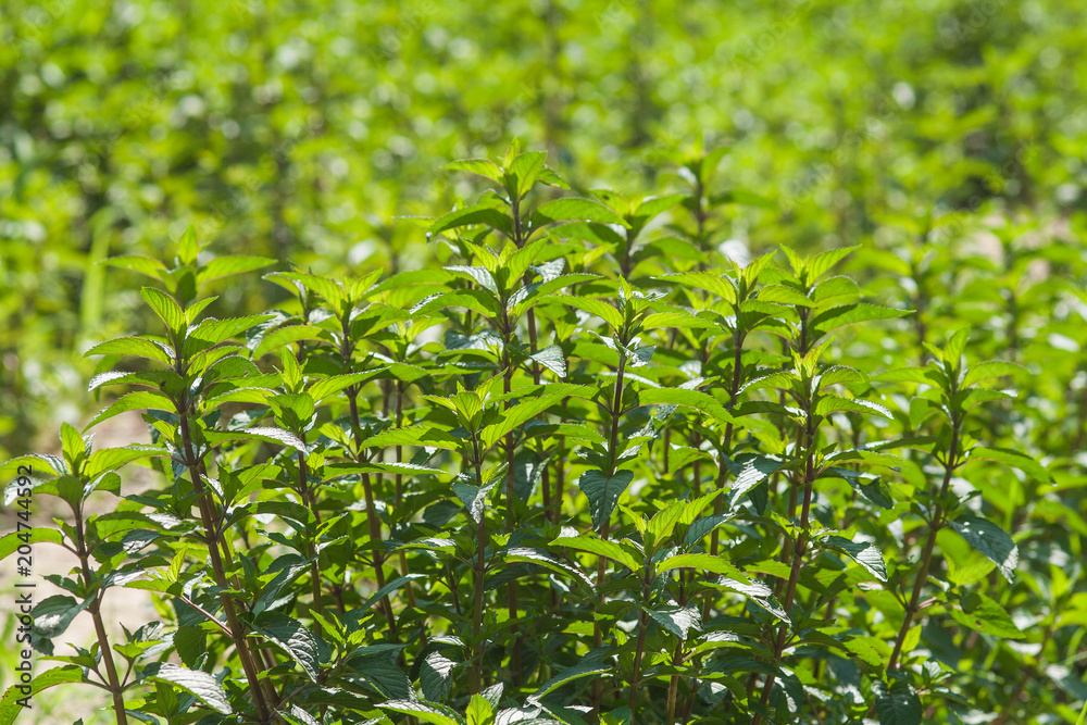 Peppermint 03 Peppermint 03
