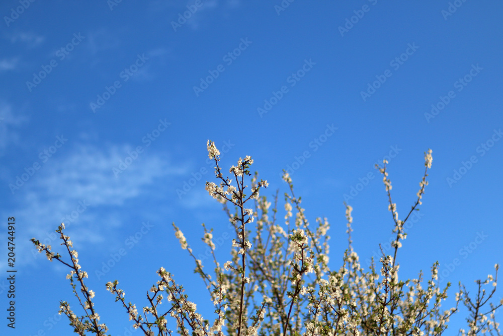 Flowers starting to blossom on the tree. Bright blue sky in the background. Flowers starting to blossom on the tree. Bright blue sky in the background.