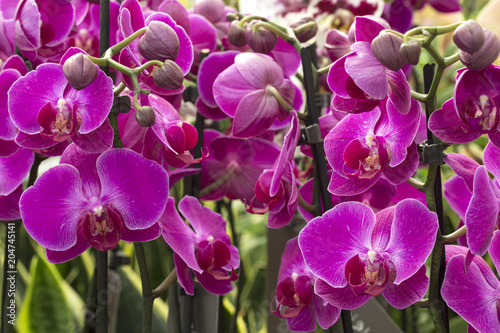 Pink orchids