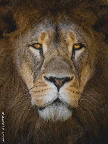 Fototapeta Naklejka Na Ścianę i Meble -  The king of animals LION